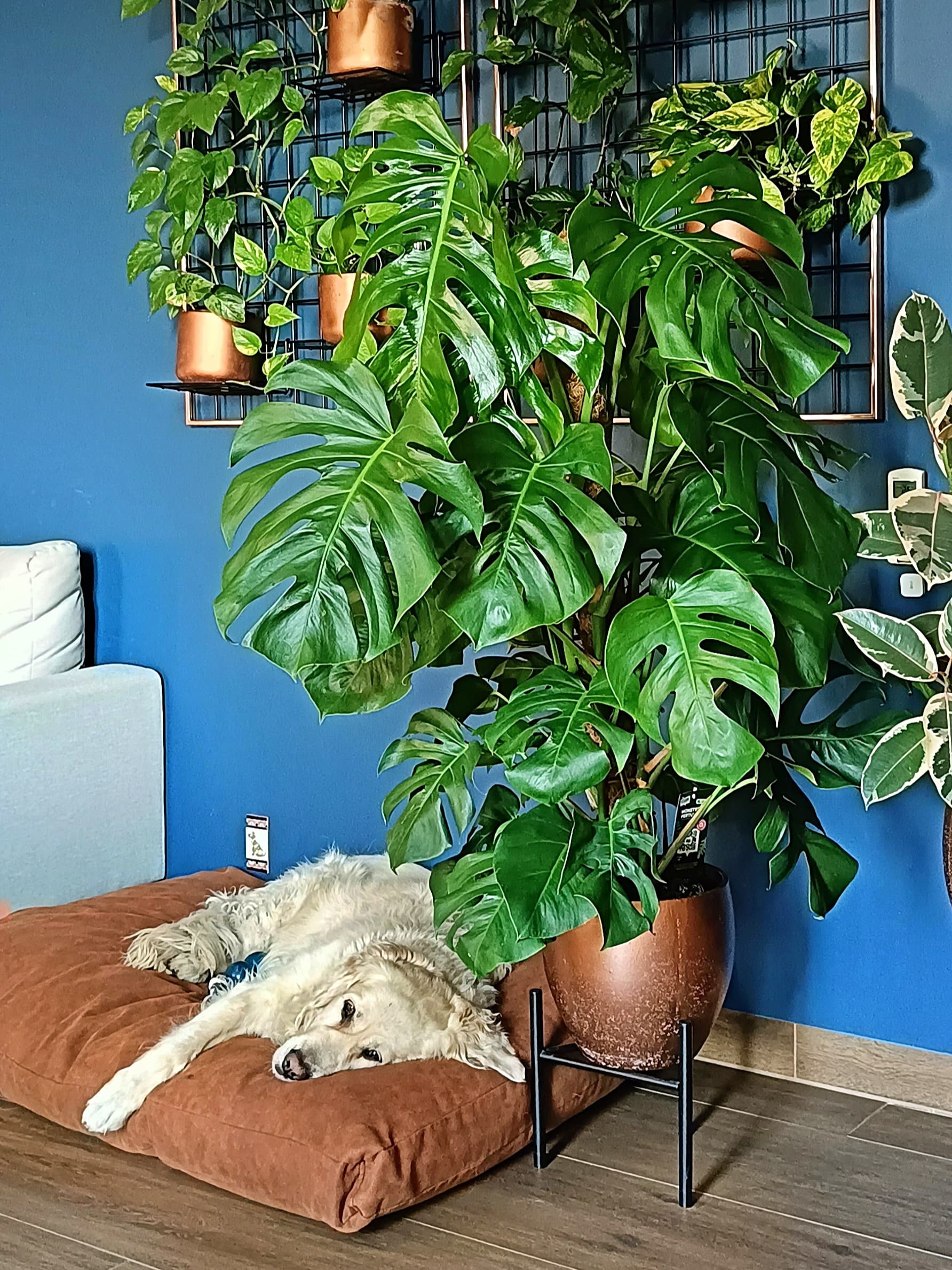 Tajga dobrze czuje się w otoczeniu roślin. Kratka na rośliny powstała według autorskiego pomysłu. A na ścianie, za posłaniem, kafelek z pobytu na Majorce.